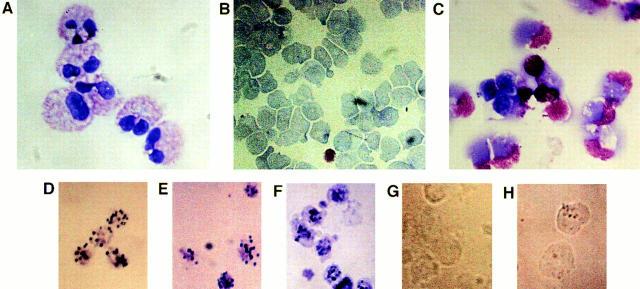 https://cdn.ncbi.nlm.nih.gov/pmc/blobs/b3fd/2199047/35f0e39848bd/JEM.970499f6.jpg