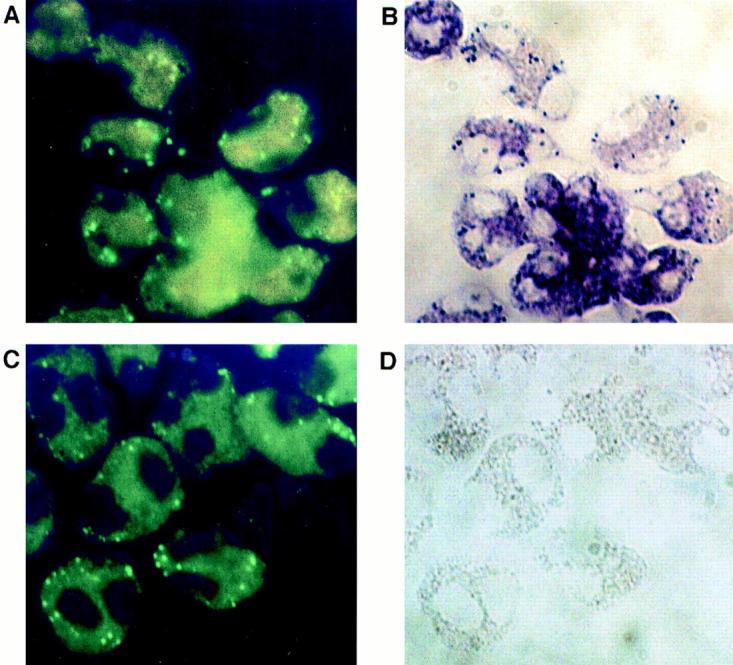 https://cdn.ncbi.nlm.nih.gov/pmc/blobs/b3fd/2199047/3bbc48e77b1b/JEM.970499f2.jpg