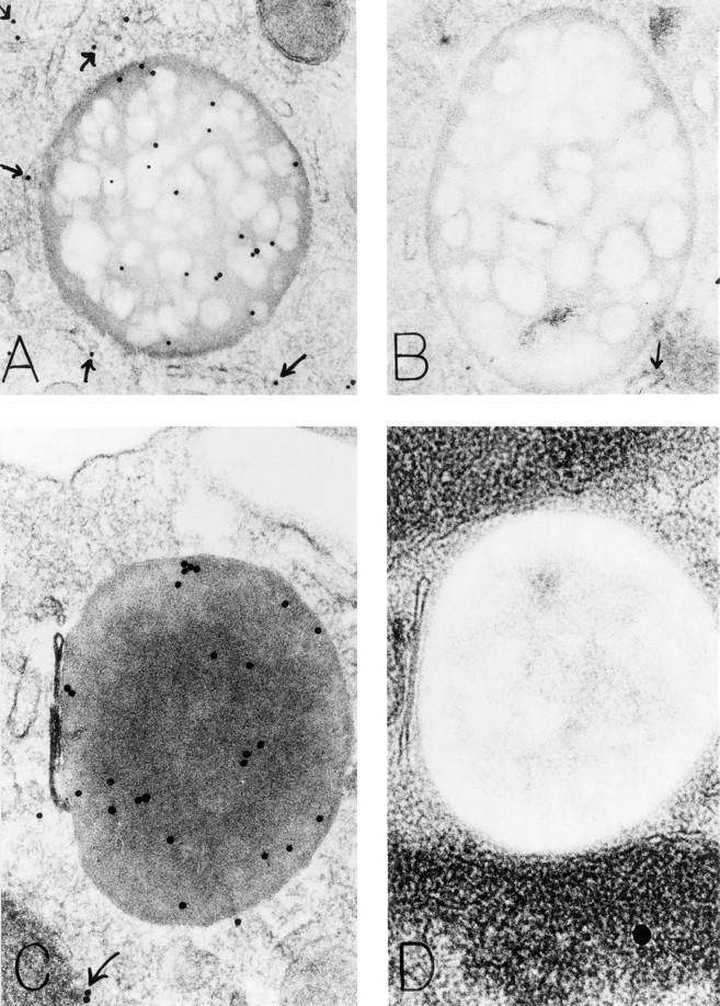 https://cdn.ncbi.nlm.nih.gov/pmc/blobs/b3fd/2199047/60ecfc0a3700/JEM.970499f3.jpg