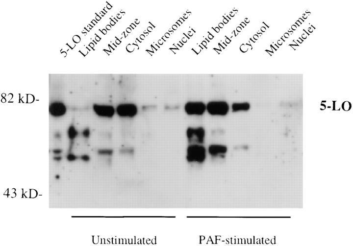 https://cdn.ncbi.nlm.nih.gov/pmc/blobs/b3fd/2199047/657bd0a45c2b/JEM.970499f8.jpg