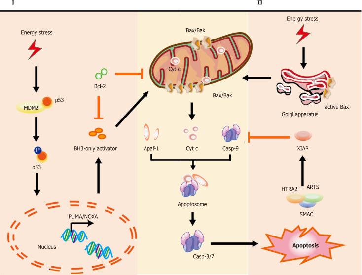 https://cdn.ncbi.nlm.nih.gov/pmc/blobs/b3fd/8176847/e9b31a05c726/WJSC-13-386-g001.jpg