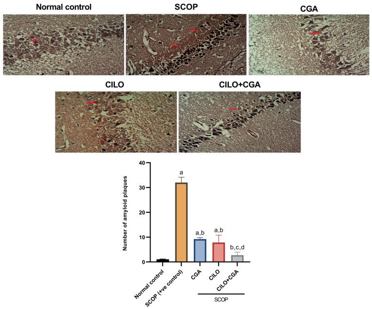 https://cdn.ncbi.nlm.nih.gov/pmc/blobs/b3ff/11988773/c4d6ce850b0d/ijms-26-03108-g003.jpg