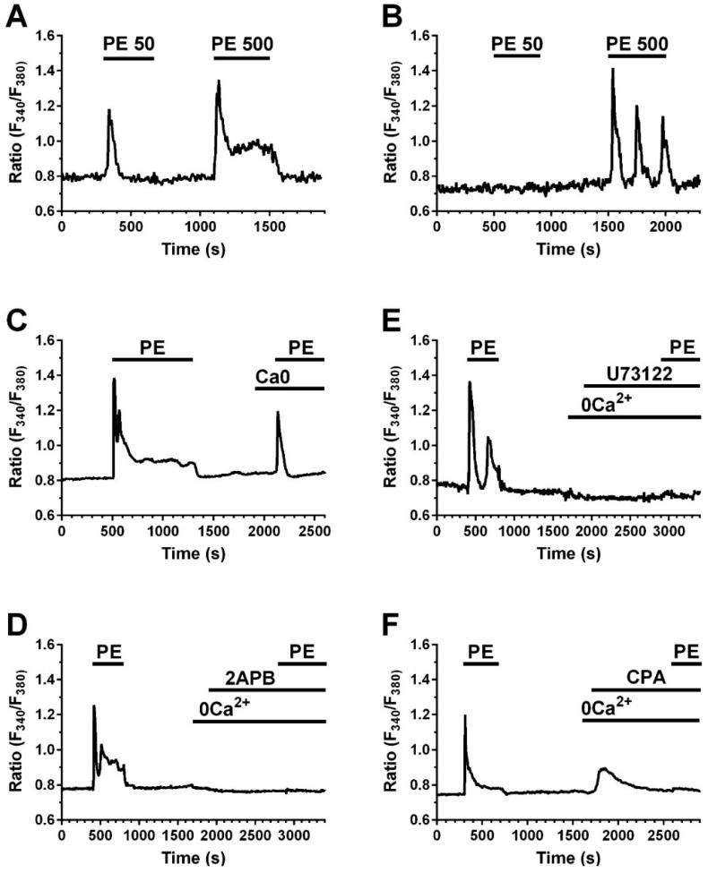 https://cdn.ncbi.nlm.nih.gov/pmc/blobs/b403/6164566/5747cf9a3ea7/ijms-19-02758-g005.jpg