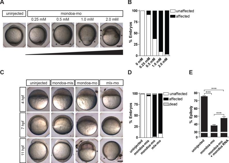 https://cdn.ncbi.nlm.nih.gov/pmc/blobs/b406/7515633/a097629e900b/elife-57068-fig2.jpg