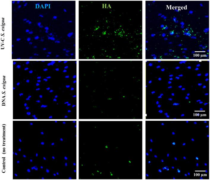 https://cdn.ncbi.nlm.nih.gov/pmc/blobs/b409/10711090/c552762fe5c1/fcimb-13-1257433-g003.jpg