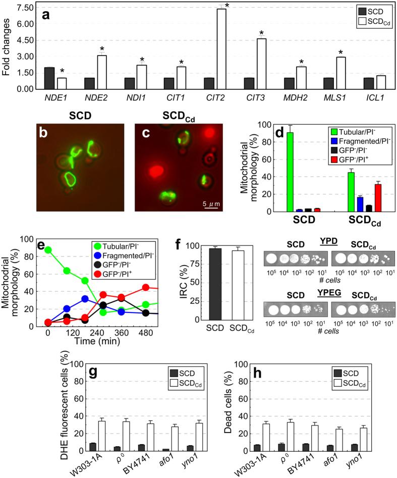 https://cdn.ncbi.nlm.nih.gov/pmc/blobs/b409/4910072/df861e3e2a4f/srep27942-f4.jpg