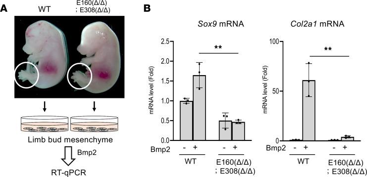 https://cdn.ncbi.nlm.nih.gov/pmc/blobs/b40b/11382882/2e7ac644fa7c/jciinsight-9-175486-g018.jpg