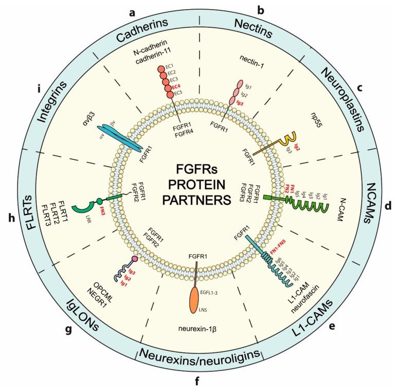 https://cdn.ncbi.nlm.nih.gov/pmc/blobs/b40c/6562592/7a789db9530f/cells-08-00455-g002.jpg