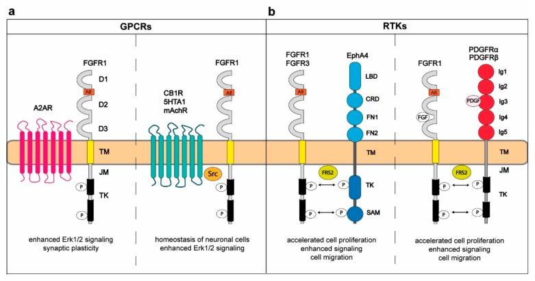 https://cdn.ncbi.nlm.nih.gov/pmc/blobs/b40c/6562592/e8810215f00a/cells-08-00455-g001.jpg