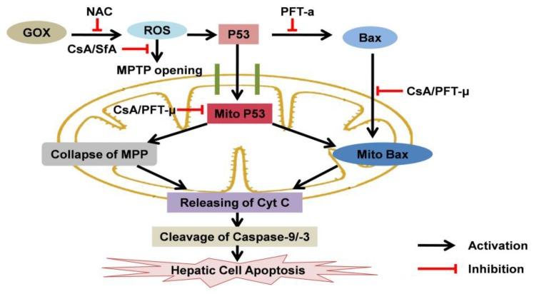 https://cdn.ncbi.nlm.nih.gov/pmc/blobs/b411/4737676/2b671345068b/ijbsv12p0198g008.jpg