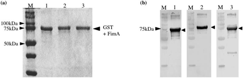 https://cdn.ncbi.nlm.nih.gov/pmc/blobs/b412/8079003/338300418821/ZJOM_A_1914499_F0001_B.jpg