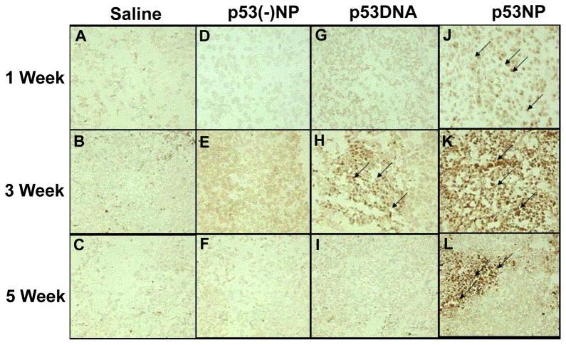 https://cdn.ncbi.nlm.nih.gov/pmc/blobs/b413/3400709/c9ffc7c46771/nihms371528f7.jpg