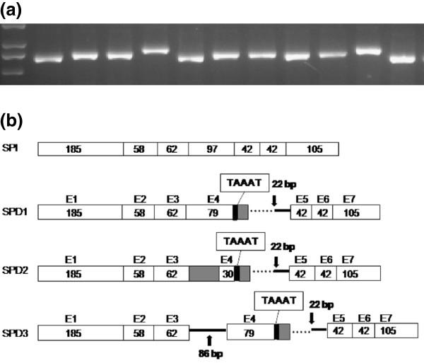 https://cdn.ncbi.nlm.nih.gov/pmc/blobs/b413/3487953/1a82a9885af4/1471-2229-12-151-3.jpg