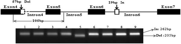 https://cdn.ncbi.nlm.nih.gov/pmc/blobs/b413/3487953/c42b71150f9b/1471-2229-12-151-2.jpg