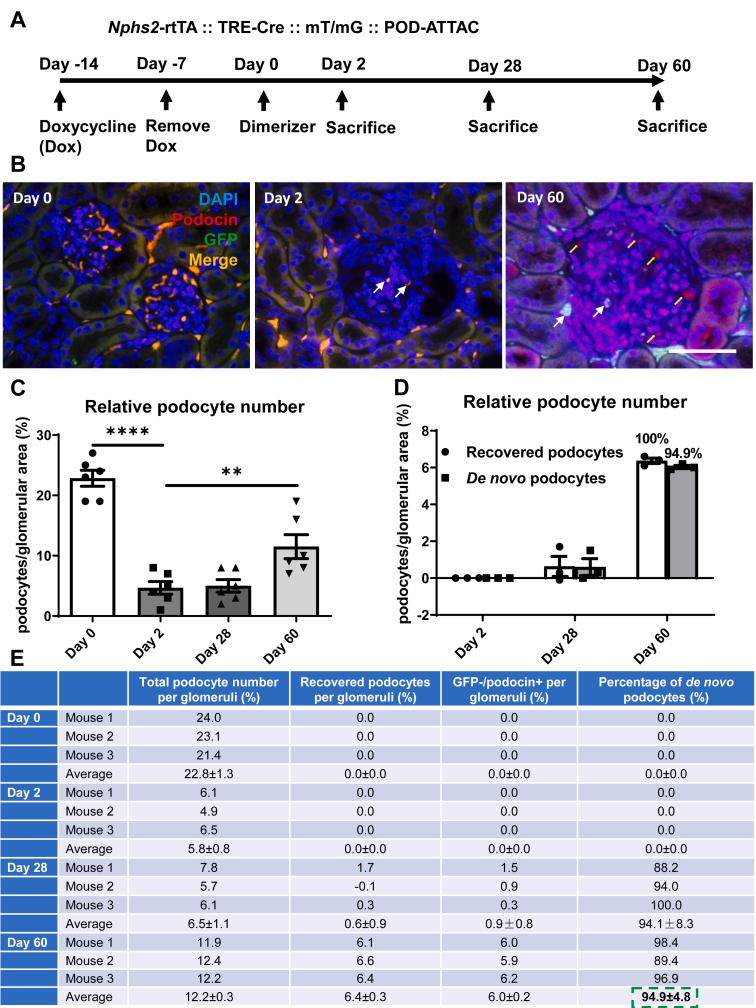 https://cdn.ncbi.nlm.nih.gov/pmc/blobs/b413/9918787/0472066097bf/gr3.jpg