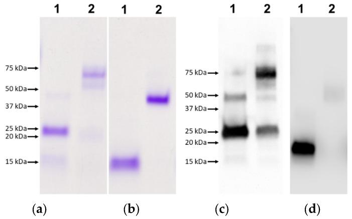 https://cdn.ncbi.nlm.nih.gov/pmc/blobs/b415/8623123/fb4540344c1e/vaccines-09-01213-g002.jpg