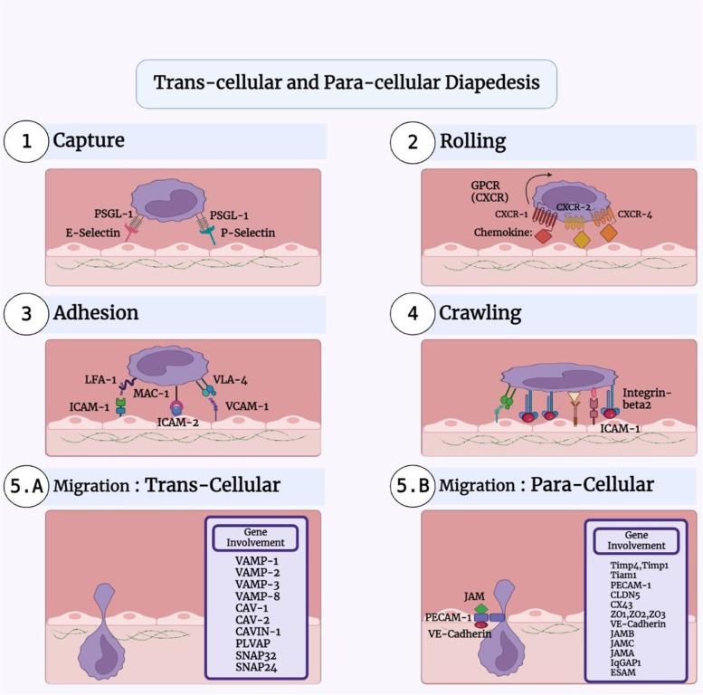 https://cdn.ncbi.nlm.nih.gov/pmc/blobs/b417/10227997/741d120b9c34/12964_2023_1153_Fig1_HTML.jpg