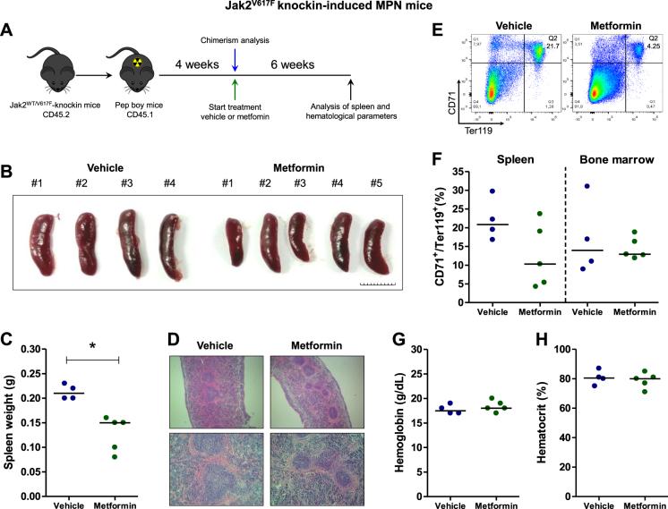 https://cdn.ncbi.nlm.nih.gov/pmc/blobs/b419/5833553/741cb2285c6b/41419_2017_256_Fig6_HTML.jpg