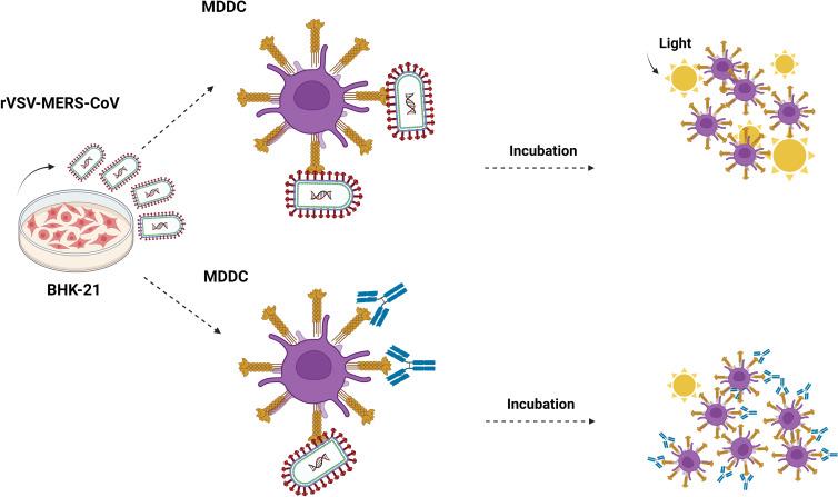 https://cdn.ncbi.nlm.nih.gov/pmc/blobs/b41a/10552186/711805fdc59c/fcimb-13-1177270-g001.jpg