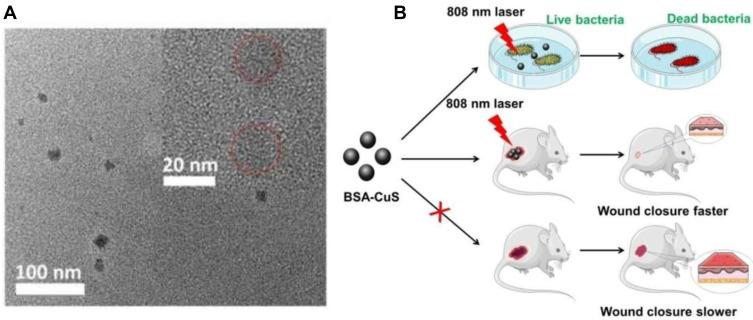 https://cdn.ncbi.nlm.nih.gov/pmc/blobs/b41c/7721306/176a1c65e975/IJN-15-9717-g0006.jpg
