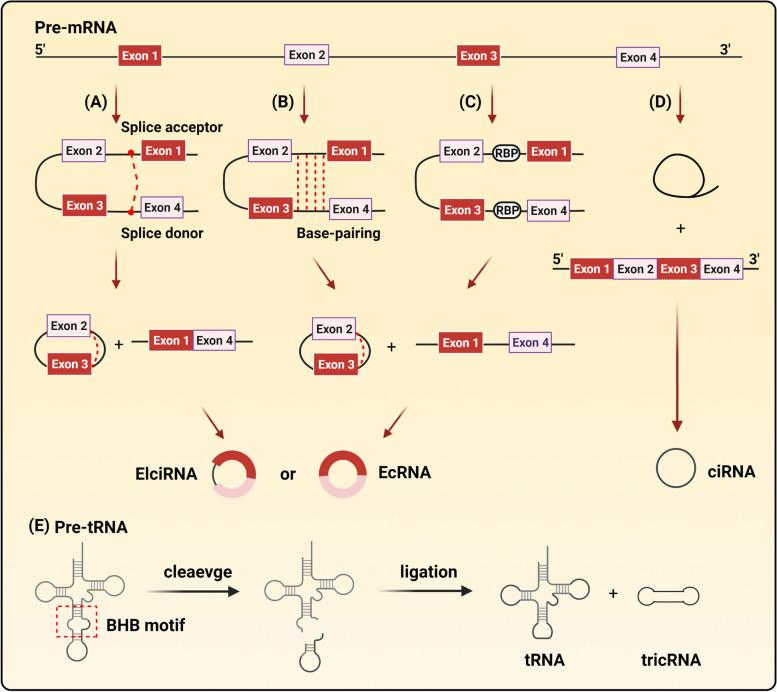 https://cdn.ncbi.nlm.nih.gov/pmc/blobs/b41d/9171998/25d694b02349/40364_2022_388_Fig1_HTML.jpg