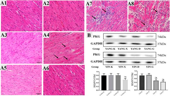 https://cdn.ncbi.nlm.nih.gov/pmc/blobs/b41d/9637925/e1e9a24896ff/fphar-13-1028046-g006.jpg
