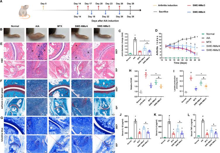 https://cdn.ncbi.nlm.nih.gov/pmc/blobs/b41e/12039933/43edd78491cf/IJN-20-5353-g0006.jpg