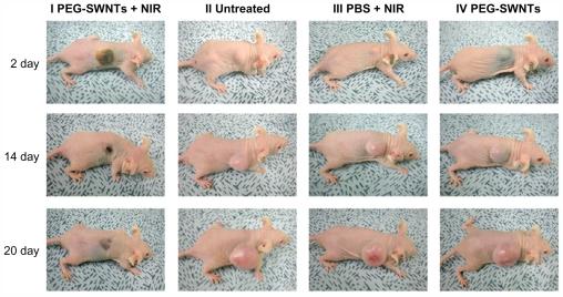 https://cdn.ncbi.nlm.nih.gov/pmc/blobs/b41e/3230565/e3f3c6ad604b/ijn-6-2963f7.jpg