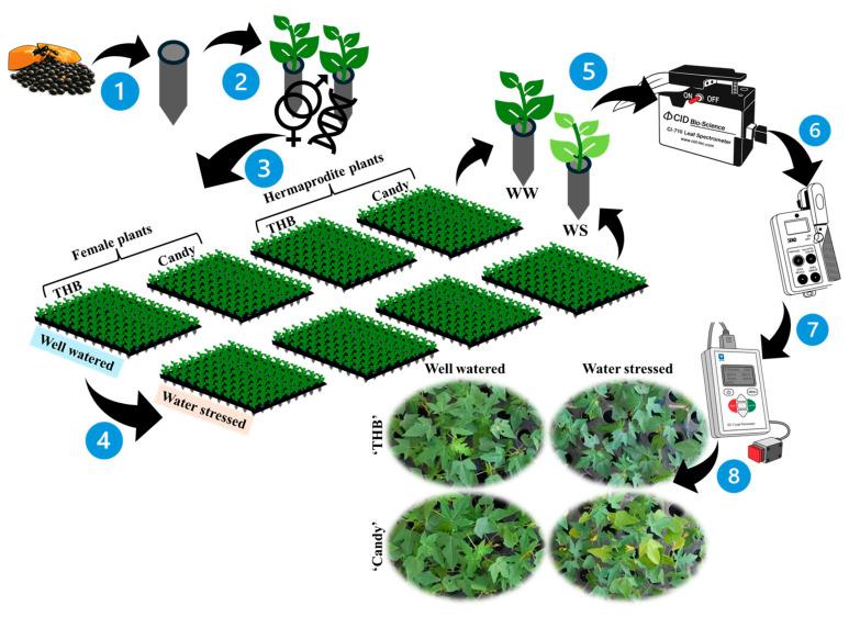 https://cdn.ncbi.nlm.nih.gov/pmc/blobs/b41f/12349495/1f97e4693331/plants-14-02445-g008.jpg