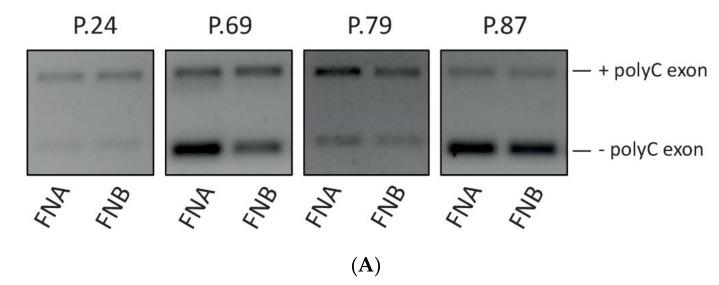 https://cdn.ncbi.nlm.nih.gov/pmc/blobs/b41f/7761443/4aedd262a399/cells-09-02561-g006a.jpg