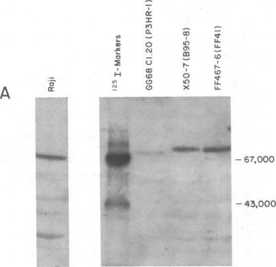https://cdn.ncbi.nlm.nih.gov/pmc/blobs/b424/344606/ff19247057be/pnas00602-0060-a.jpg