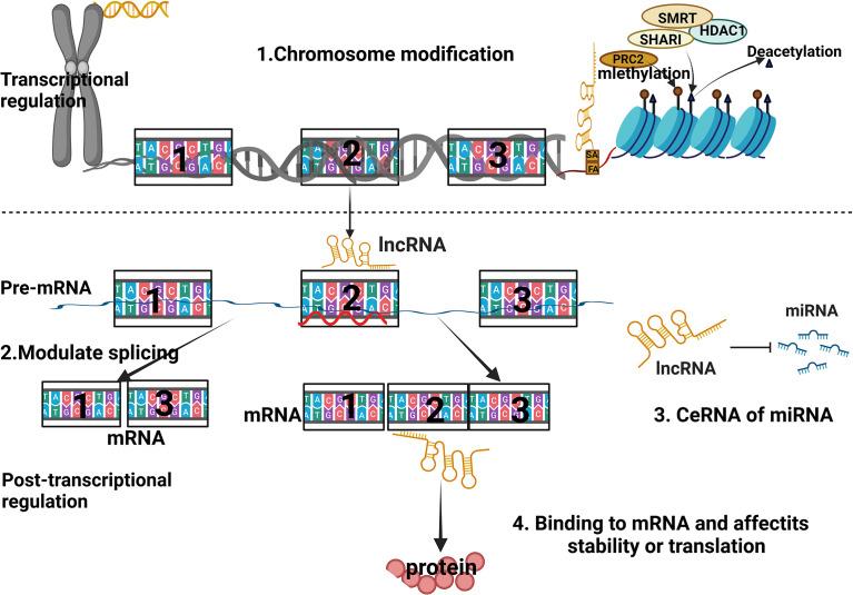 https://cdn.ncbi.nlm.nih.gov/pmc/blobs/b424/9585453/b6262c7db180/fimmu-13-930171-g002.jpg