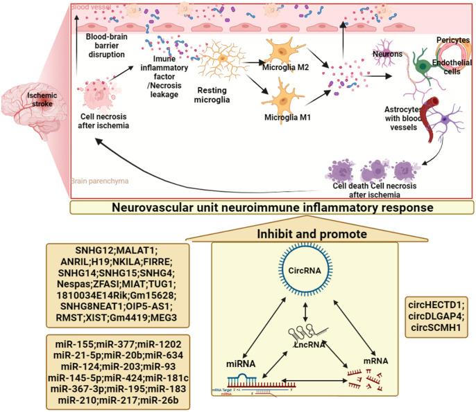 https://cdn.ncbi.nlm.nih.gov/pmc/blobs/b424/9585453/e59a45eb7a49/fimmu-13-930171-g005.jpg