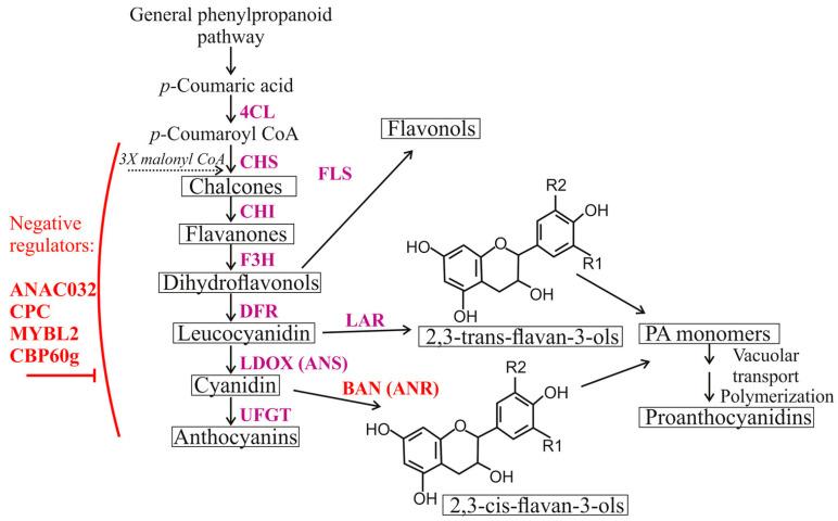 https://cdn.ncbi.nlm.nih.gov/pmc/blobs/b427/10893326/c00f533e7deb/plants-13-00541-g001.jpg