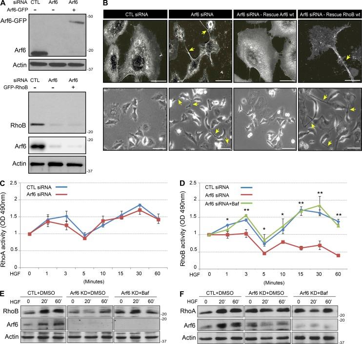 https://cdn.ncbi.nlm.nih.gov/pmc/blobs/b427/6829653/464f0c3e8f40/JCB_201806111_Fig1.jpg
