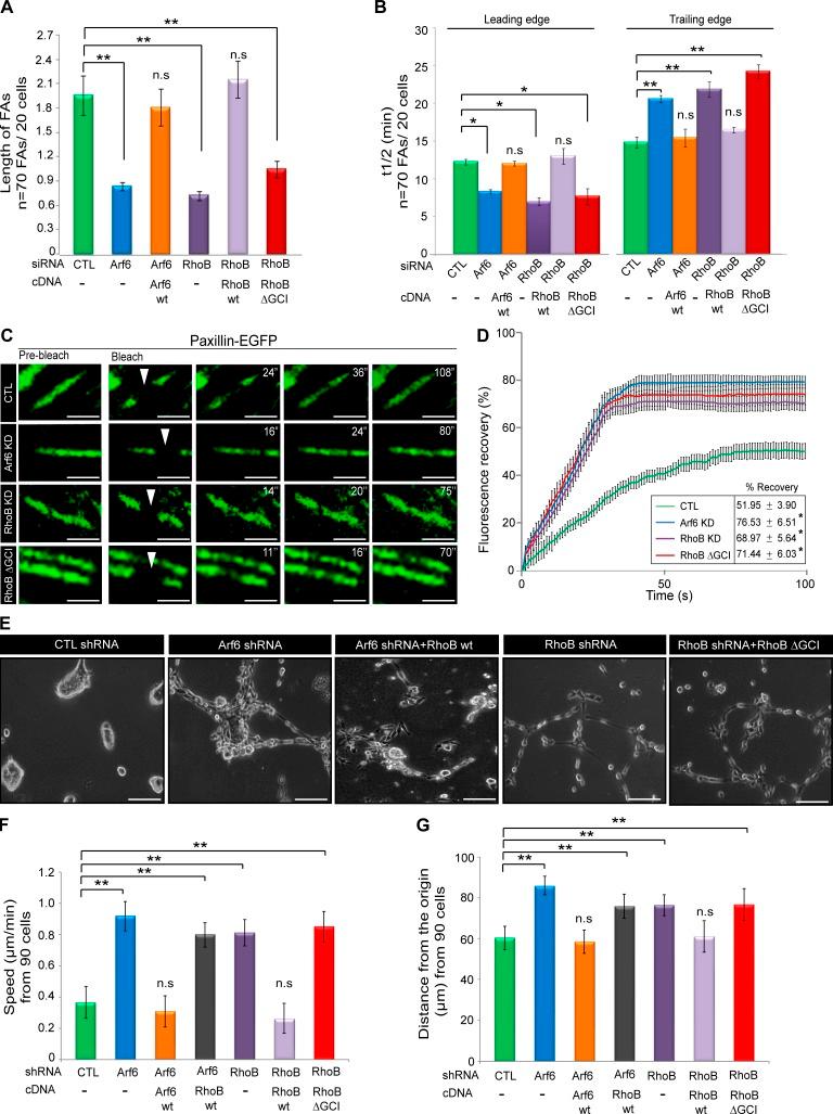 https://cdn.ncbi.nlm.nih.gov/pmc/blobs/b427/6829653/a5612213ec13/JCB_201806111_Fig5.jpg