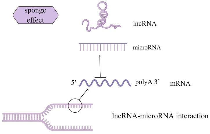 https://cdn.ncbi.nlm.nih.gov/pmc/blobs/b429/10687241/177e33015c4d/gr5.jpg