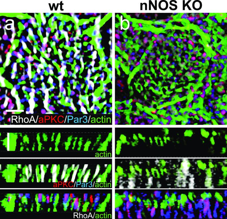 https://cdn.ncbi.nlm.nih.gov/pmc/blobs/b429/8008965/1e63c8563c69/LSA-2020-00981_Fig16.jpg