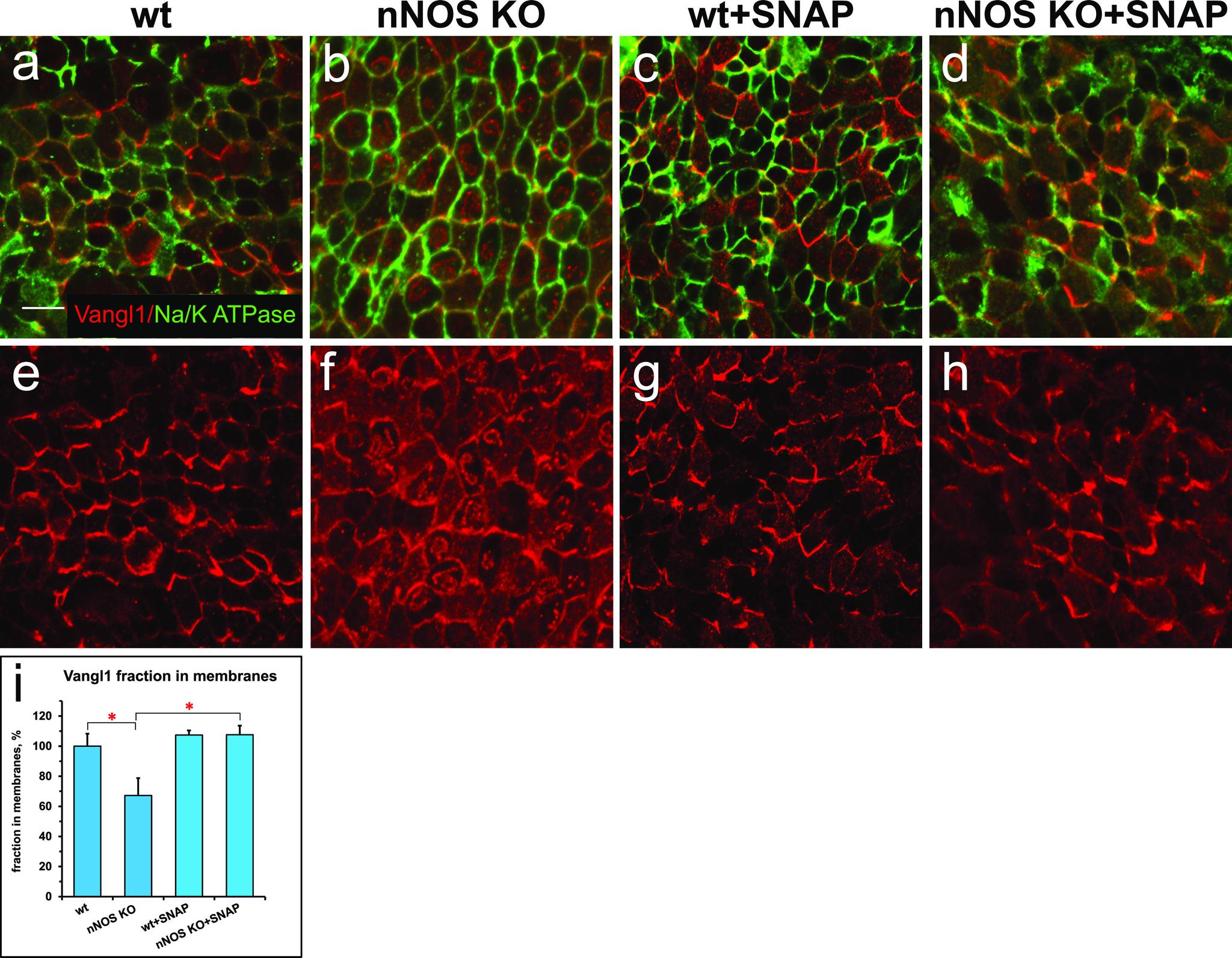 https://cdn.ncbi.nlm.nih.gov/pmc/blobs/b429/8008965/2c13959d9b33/LSA-2020-00981_Fig3.jpg