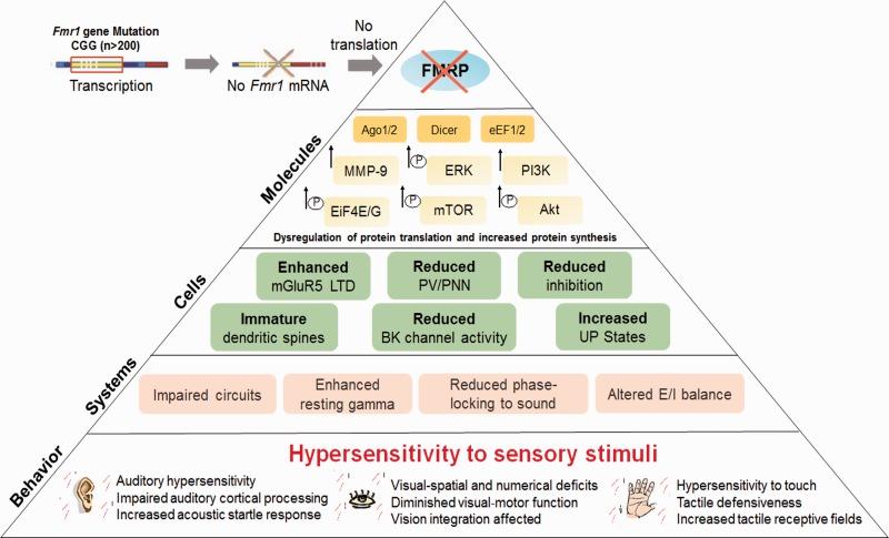 https://cdn.ncbi.nlm.nih.gov/pmc/blobs/b42a/6149018/210e4c6f0426/10.1177_1759091418801092-fig1.jpg