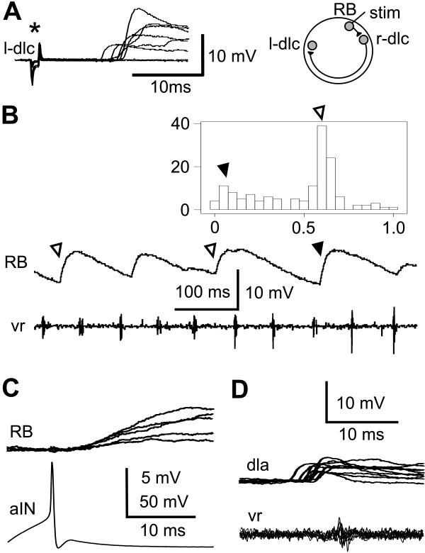 https://cdn.ncbi.nlm.nih.gov/pmc/blobs/b431/2071915/d40aa84b3ee5/1749-8104-2-17-3.jpg