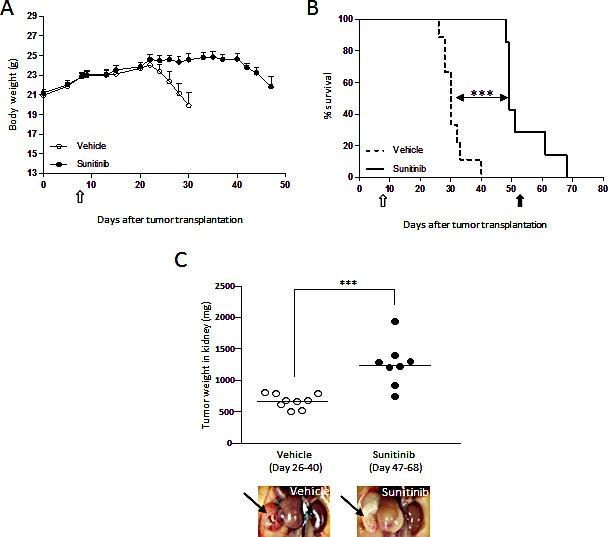 https://cdn.ncbi.nlm.nih.gov/pmc/blobs/b433/4413636/6d7c429cfe9e/oncotarget-06-3043-g002.jpg