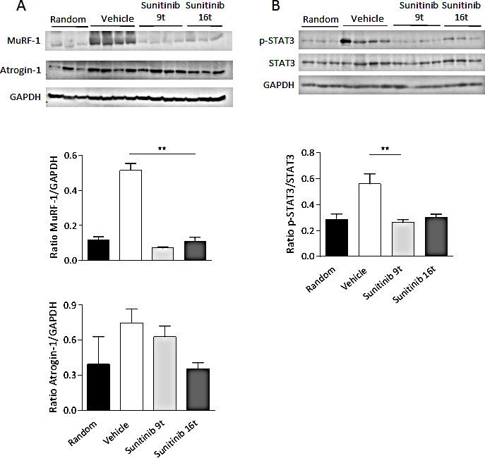 https://cdn.ncbi.nlm.nih.gov/pmc/blobs/b433/4413636/82e05dd89238/oncotarget-06-3043-g006.jpg