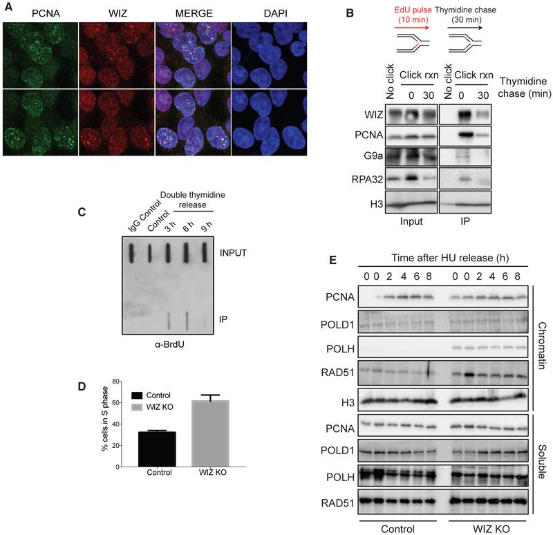 https://cdn.ncbi.nlm.nih.gov/pmc/blobs/b434/6364303/e6366a8f6e03/nihms-1517596-f0007.jpg