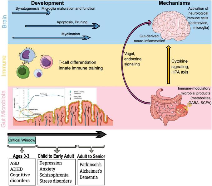 https://cdn.ncbi.nlm.nih.gov/pmc/blobs/b436/8936143/5cce6f927658/fped-10-815885-g001.jpg