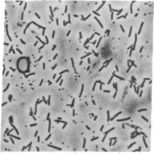 https://cdn.ncbi.nlm.nih.gov/pmc/blobs/b438/53424/d4b62ee6a59a/pnas01028-0283-a.jpg
