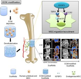 https://cdn.ncbi.nlm.nih.gov/pmc/blobs/b438/6220941/5104ada3599d/JCP-233-5792-g008.jpg