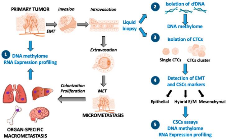 https://cdn.ncbi.nlm.nih.gov/pmc/blobs/b442/7463745/e39e58f8bb8d/genes-11-00922-g002.jpg