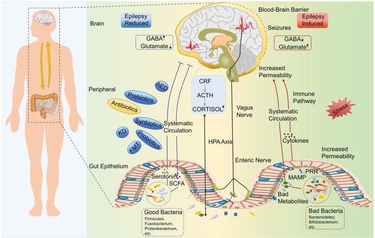 https://cdn.ncbi.nlm.nih.gov/pmc/blobs/b442/8542678/f6cde177f1de/fimmu-12-742449-g001.jpg
