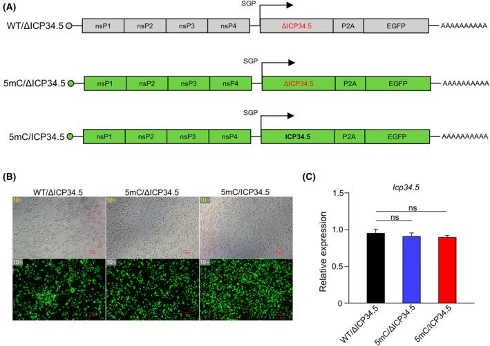 https://cdn.ncbi.nlm.nih.gov/pmc/blobs/b446/12226409/4df533985634/FEB4-15-1079-g001.jpg